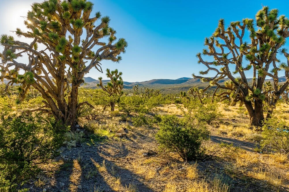 Mohave 1.07 Acres, 328-02-491 Block of 10 - No situs address -- Dolan Springs, AZ 86441